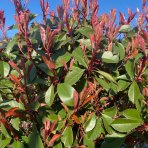  Červienka Fraserova (Photinia × fraseri) ´RED ROBIN´ - výška 290-310 cm, obvod kmeňa 4/6 cm, kont. C12L- NA KMIENKU
